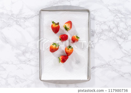 Juicy red strawberries, freshly washed, are spread out to dry on a baking sheet, carefully lined with paper towels to absorb excess moisture and prevent mold. 117980736