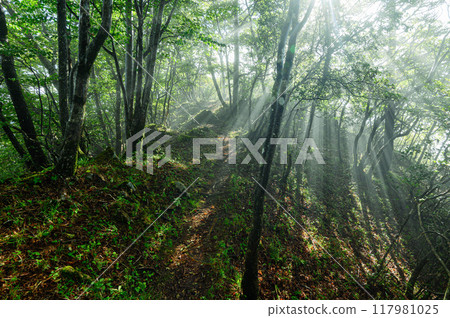 Morning sun shining into the forest 117981025
