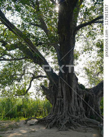 A bodhi tree growing at the cremation mound where the body of Buddha was cremated in Kushinagar, one of the four major Buddhist holy sites in India. 117981857