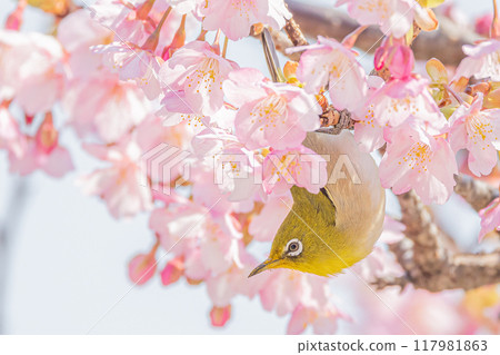 棲息在河津櫻花上的白眼 117981863