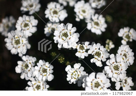 Small and adorable Iberis flower 117982067
