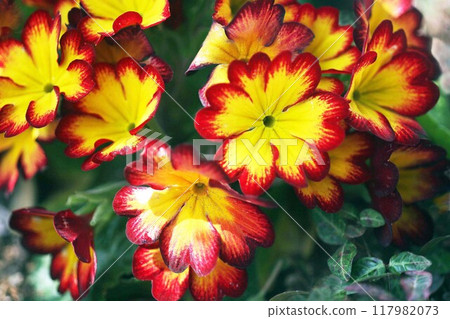 Primula polyantha yellow and red flowers 117982073