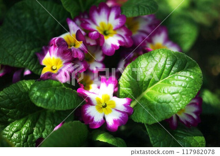 Primula polyantha white-red flower 117982078