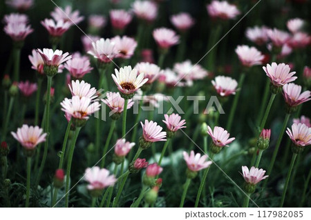 耐寒杜鵑花 耐寒杜鵑花 117982085