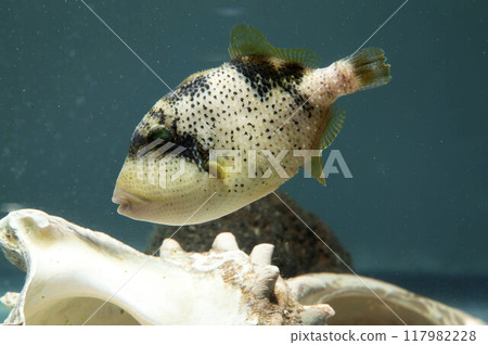 Clown triggerfish juvenile triggerfish Mongara Kawahagi Mongara 117982228