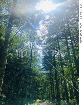 Kamikochi 117982334