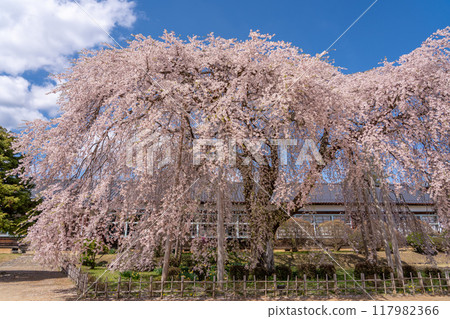 Weeping cherry blossoms in full bloom at Kinbara School in Iida City, Nagano Prefecture Weeping cherry blossoms in full bloom at Kinbara School in Iida City, Nagano Prefecture 117982366