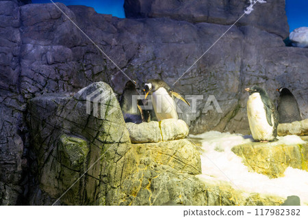 Adelie and Gentoo Penguins at Kaiyukan 117982382