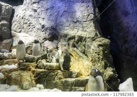 Gentoo penguins at Kaiyukan 117982383