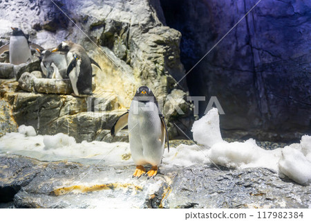 巴布亞企鵝看著鏡頭 Kaiyukan 117982384