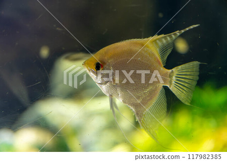Golden Angelfish, Kaiyukan Golden Angelfish, Kaiyukan 117982385