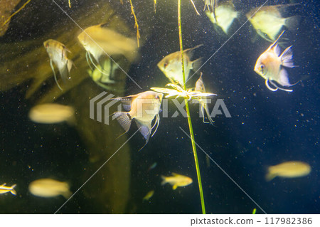 Golden Angelfish, Kaiyukan Golden Angelfish, Kaiyukan 117982386