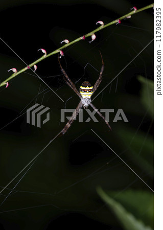 小Araneidae 小Araneidae 117982395