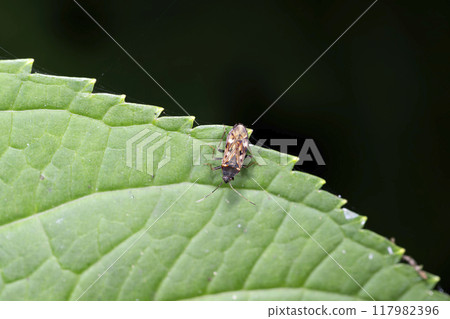 中國臭蟲 117982396