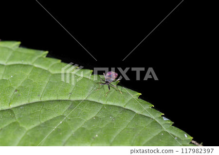 中國臭蟲 117982397