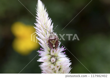 Bee whale bug Bee whale bug 117982402