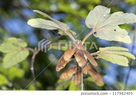 Megsurinoki 117982405