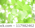生態形象樹葉 117982462