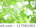 生態形象樹葉 117982463