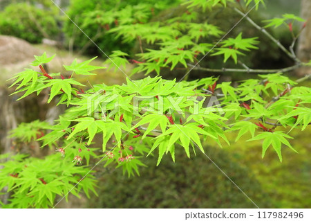 雖然酷熱難耐，但還是有藍色的楓樹 117982496