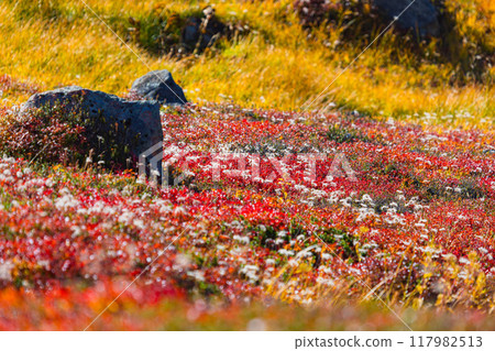 Autumn leaves of Urashima azalea and fluff of Acanthus nigricans 117982513
