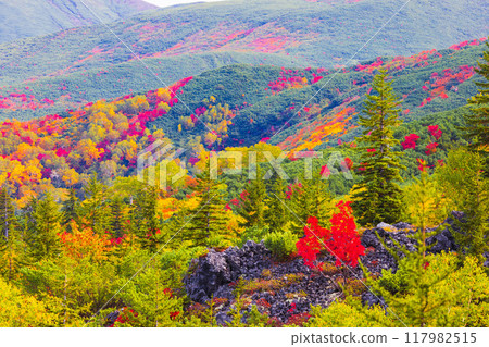 Colorful autumn leaves 117982515