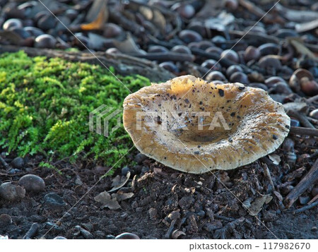 Milky Way mushrooms after the rain Milky Way mushrooms after the rain 117982670