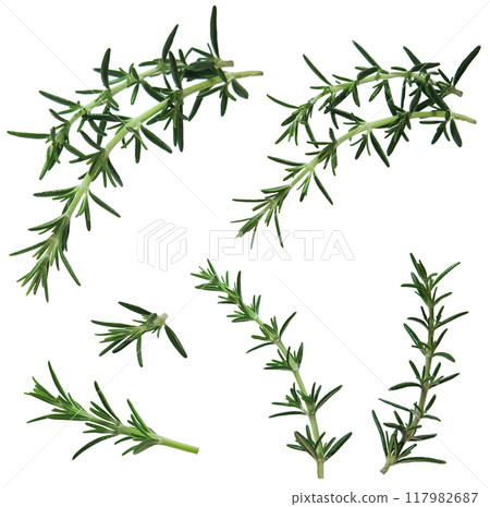 Rosemary	 117982687