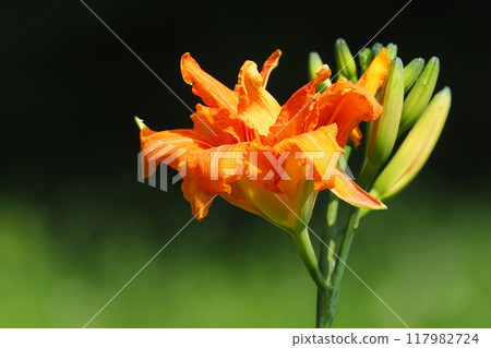 Yellow peach flower 117982724