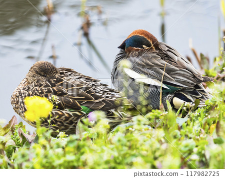 Mating of Cogamo 117982725