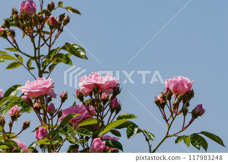 Pink roses and a clear May sky Pink roses and a clear May sky 117983248