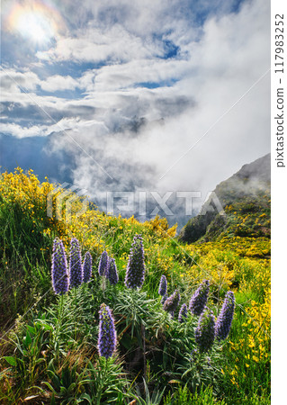 Madeira landscape with flowers Pride of Madeira flowers and blooming Cytisus shrubs, Portugal 117983252