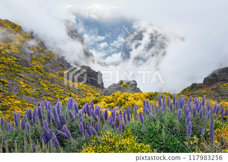 View from Pico do Arieiro, Portugal in clouds 117983256