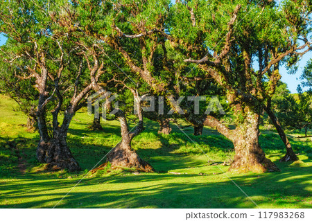 Fanal forest trees on Madeira island, Portugal Fanal forest trees on Madeira island, Portugal 117983268