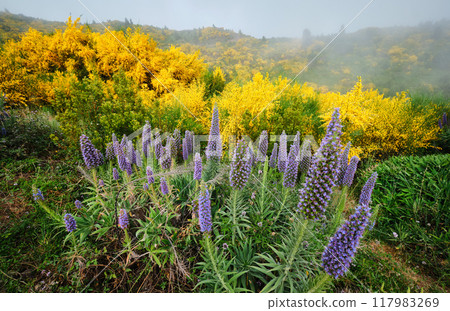 Madeira landscape with flowers Pride of Madeira flowers and blooming Cytisus shrubs, Portugal 117983269