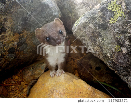 看著鏡頭的夏毛白鼬 117983271