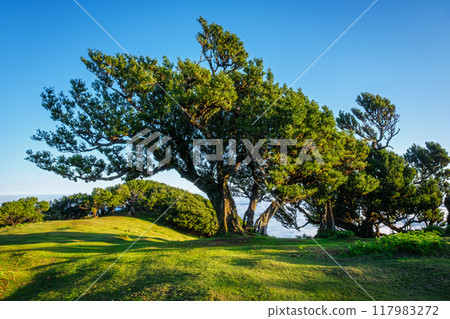 Fanal forest trees on Madeira island, Portugal 117983272
