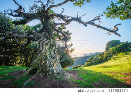 Fanal forest trees on Madeira island, Portugal Fanal forest trees on Madeira island, Portugal 117983274