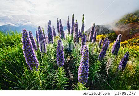 Madeira landscape with flowers Pride of Madeira flowers and blooming Cytisus shrubs, Portugal Madeira landscape with flowers Pride of Madeira flowers and blooming Cytisus shrubs, Portugal 117983278