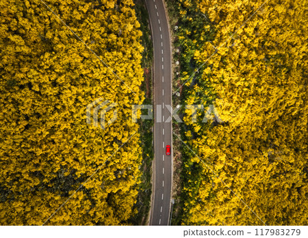 Aerial view of road among Cytisus blooming shrubs near Pico do Arieiro, Portugal 117983279