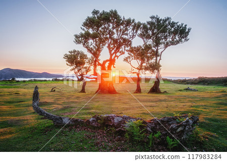Fanal forest trees on Madeira island, Portugal 117983284