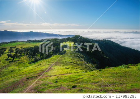 Aerial view of Fanal forest trees on Madeira island, Portugal Aerial view of Fanal forest trees on Madeira island, Portugal 117983285