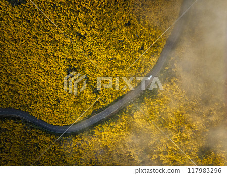 Aerial view of road among Cytisus blooming shrubs near Pico do Arieiro, Portugal Aerial view of road among Cytisus blooming shrubs near Pico do Arieiro, Portugal 117983296