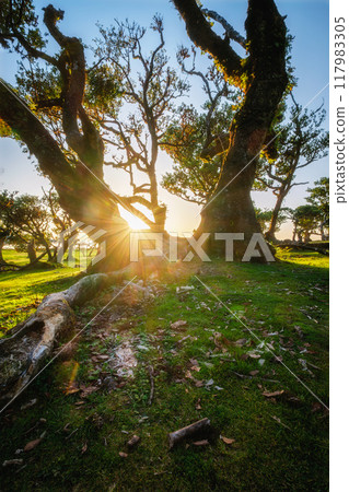 Fanal forest trees on Madeira island, Portugal 117983305