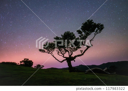 Fanal forest trees on Madeira island in night with starry sky, Portugal 117983322