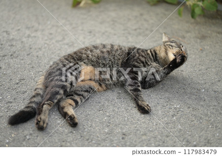躺在路邊的虎斑貓 躺在路邊的虎斑貓 117983479