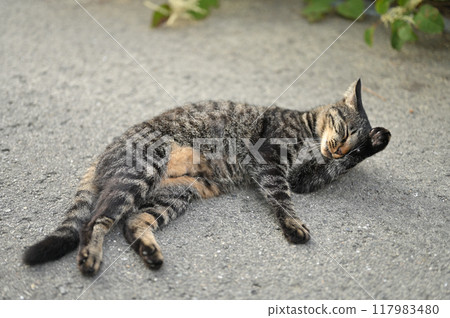tabby cat lying on the roadside tabby cat lying on the roadside 117983480