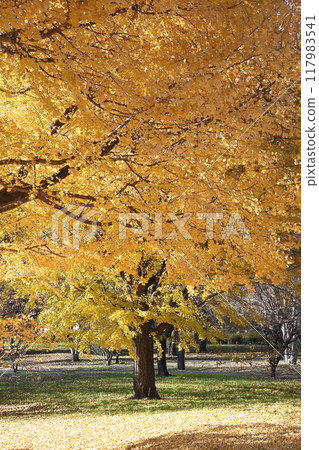 The yellow-colored ginkgo biloba 117983541