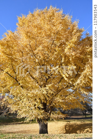 The yellow-colored ginkgo biloba 117983543