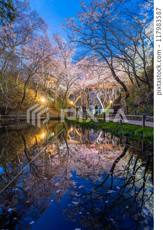 Ina City, Nagano Prefecture: Cherry blossoms in full bloom at night at Takato Castle Park across the pond, said to be the best in the country 117983587